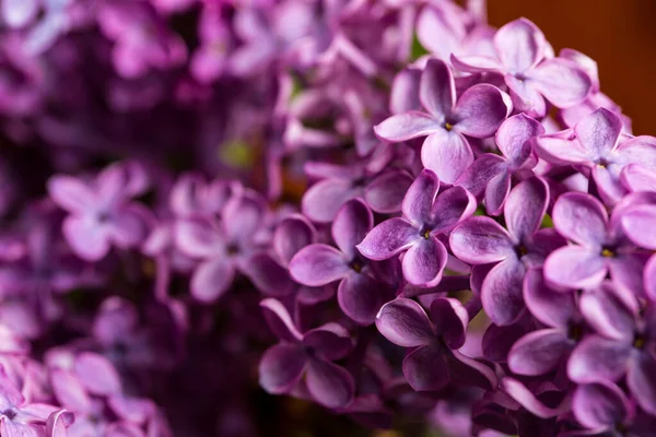 Lilac Blossomed Spring Macro View — Stock Photo, Image