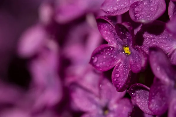 Lilac Blossomed Spring Macro View — Stock Photo, Image
