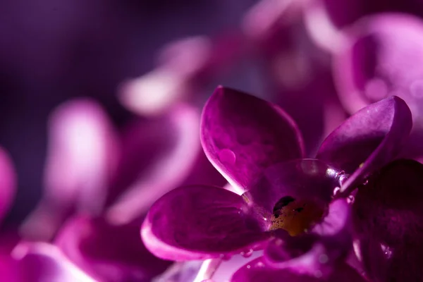 Lilac Άνθισε Την Άνοιξη Μακροσκοπική Προβολή — Φωτογραφία Αρχείου