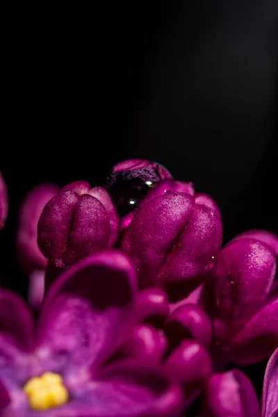 Lilac Kvetl Jaře Makro Pohled — Stock fotografie