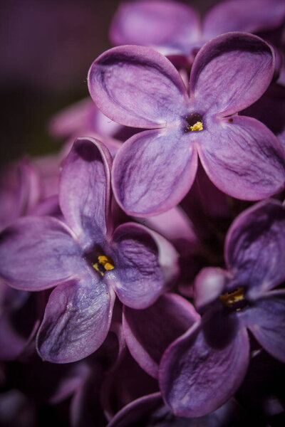 Lilac blossomed in spring, macro view
