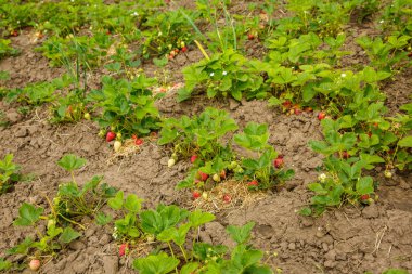 Çilekler baharda bir çiftlikte yetişir.