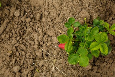 Çilekler baharda bir çiftlikte yetişir.