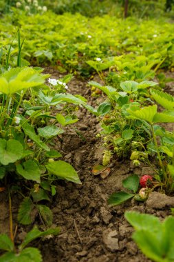 Çilekler baharda bir çiftlikte yetişir.