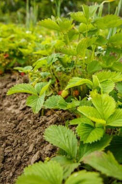 Çilekler baharda bir çiftlikte yetişir.