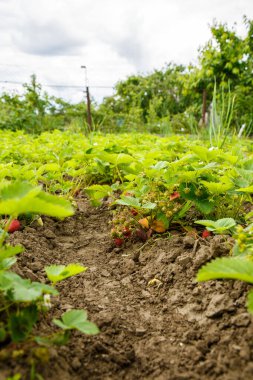 Çilekler baharda bir çiftlikte yetişir.