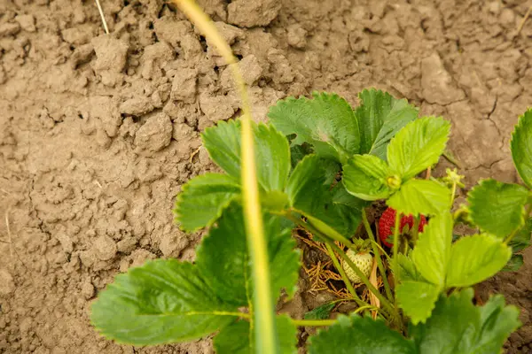 Morangos Crescem Uma Fazenda Primavera — Fotografia de Stock