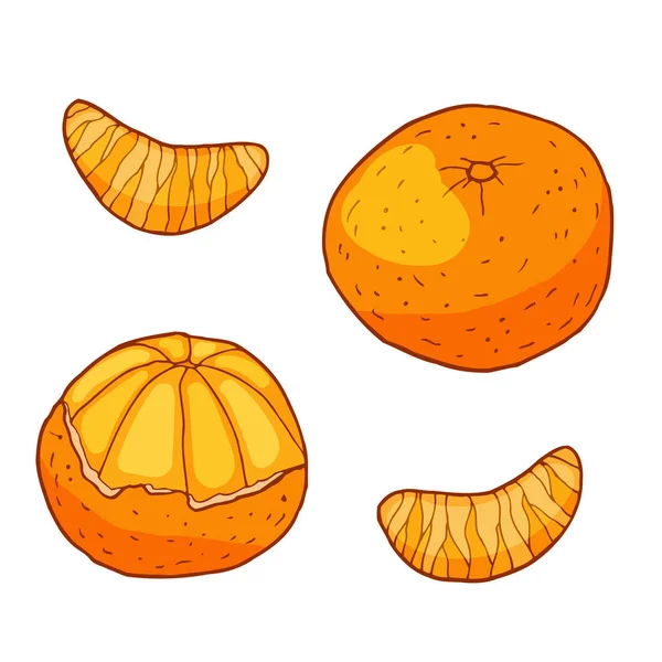 Tangerine met plakjes. Handgetekende vectorillustratie. Geïsoleerd op witte achtergrond. — Stockvector