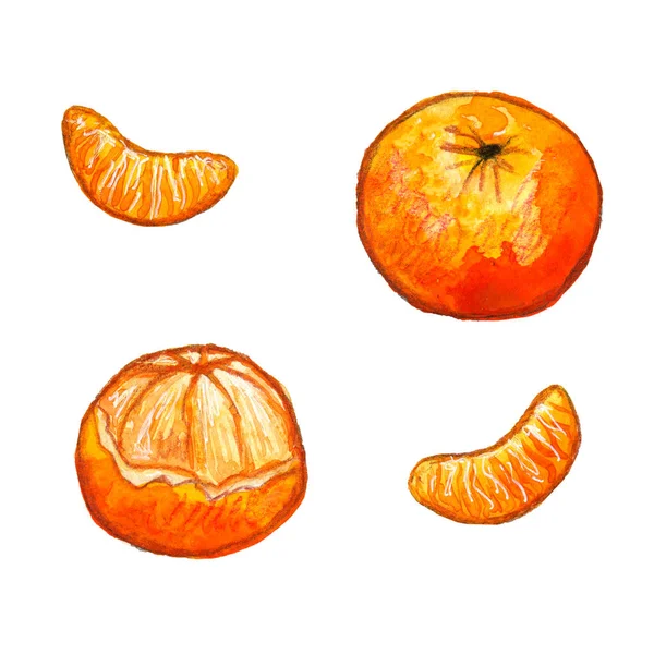 Orange tangerine with slices. Hand drawn watercolor illustration. Isolated on white background. — Stockfoto