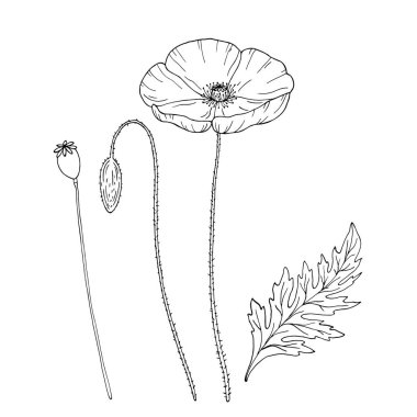 Haşhaş çiçeği. Papaver. Kök ve yaprak. Tasarım için elementler. El çizimi vektör çizimi. Tek renkli siyah beyaz mürekkep çizimi. Çizgi çalışması. Beyaz arka planda izole edilmiş. Renk sayfası