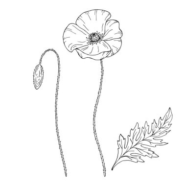 Haşhaş çiçeği. Papaver. Kök ve yaprak. Tasarım için elementler. El çizimi vektör çizimi. Tek renkli siyah beyaz mürekkep çizimi. Çizgi çalışması. Beyaz arka planda izole edilmiş. Renk sayfası