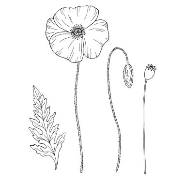 Haşhaş çiçeği. Papaver. Kök ve yaprak. Tasarım için elementler. El çizimi vektör çizimi. Tek renkli siyah beyaz mürekkep çizimi. Çizgi çalışması. Beyaz arka planda izole edilmiş. Renk sayfası