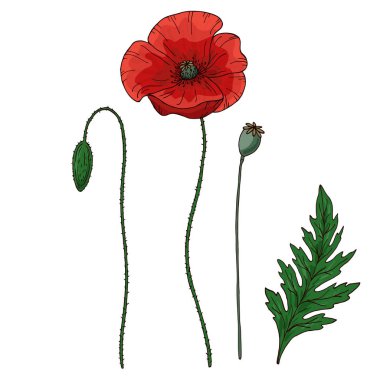 Kırmızı gelincik çiçeği. Papaver. Yeşil saplar ve yaprak. Tasarım için bir takım elementler. El çizimi vektör çizimi. Beyaz arkaplanda izole.