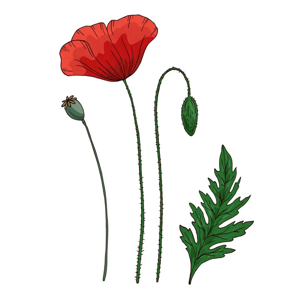 Κόκκινο λουλούδι παπαρούνας. Παπά. Πράσινα κλαδιά και φύλλα. Σύνολο στοιχείων για το σχεδιασμό. Χειροποίητη διανυσματική απεικόνιση. Απομονωμένα σε λευκό φόντο. — Διανυσματικό Αρχείο