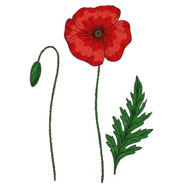 Kırmızı gelincik çiçeği. Papaver. Yeşil saplar ve yaprak. Tasarım için bir takım elementler. El çizimi vektör çizimi. Beyaz arkaplanda izole.