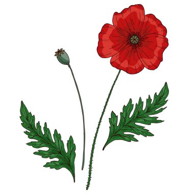 Kırmızı gelincik çiçeği. Papaver. Yeşil saplar ve yaprak. Tasarım için bir takım elementler. El çizimi vektör çizimi. Beyaz arkaplanda izole.