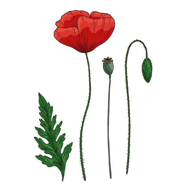 Κόκκινο λουλούδι παπαρούνας. Παπά. Πράσινα κλαδιά και φύλλα. Σύνολο στοιχείων για το σχεδιασμό. Χειροποίητη διανυσματική απεικόνιση. Απομονωμένα σε λευκό φόντο. — Διανυσματικό Αρχείο