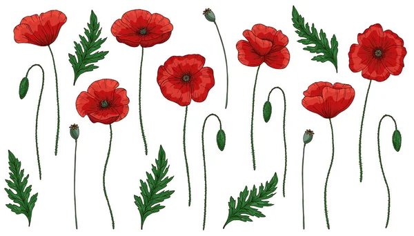 Red poppy flowers. Papaver. Green stems and leaves. Big set of elements for design. Hand drawn vector illustration. Isolated on white background. — 스톡 벡터