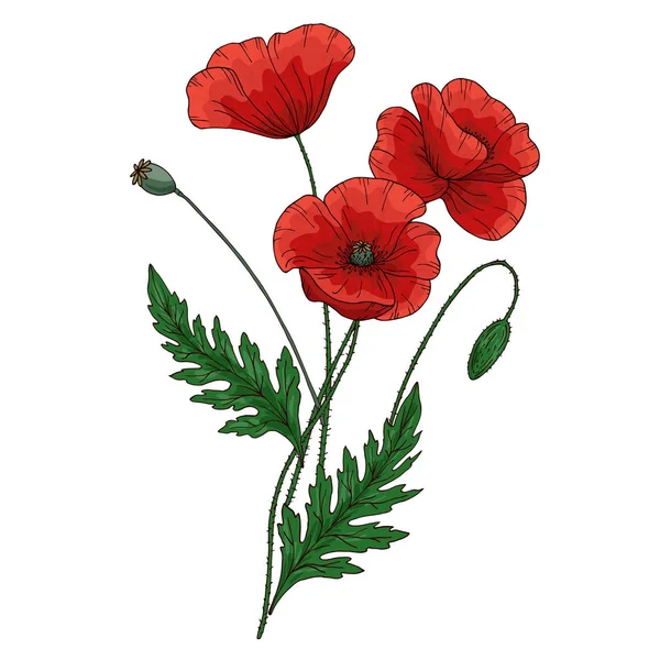 Summer bouquet with red poppy flower. Papaver. Green stems and leaf. Set of elements for design. Hand drawn vector illustration. Isolated on white background. — 스톡 벡터