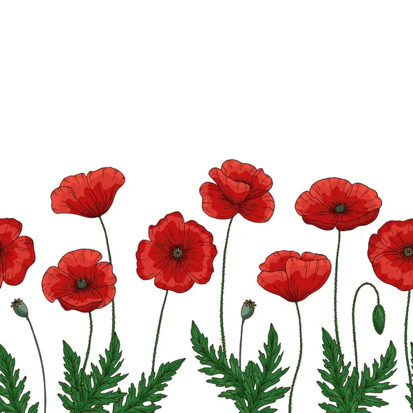 Saemless border with red poppy flowers. Papaver. Green stems and leaves. Hand drawn vector illustration. Isolated on white background. — 스톡 벡터