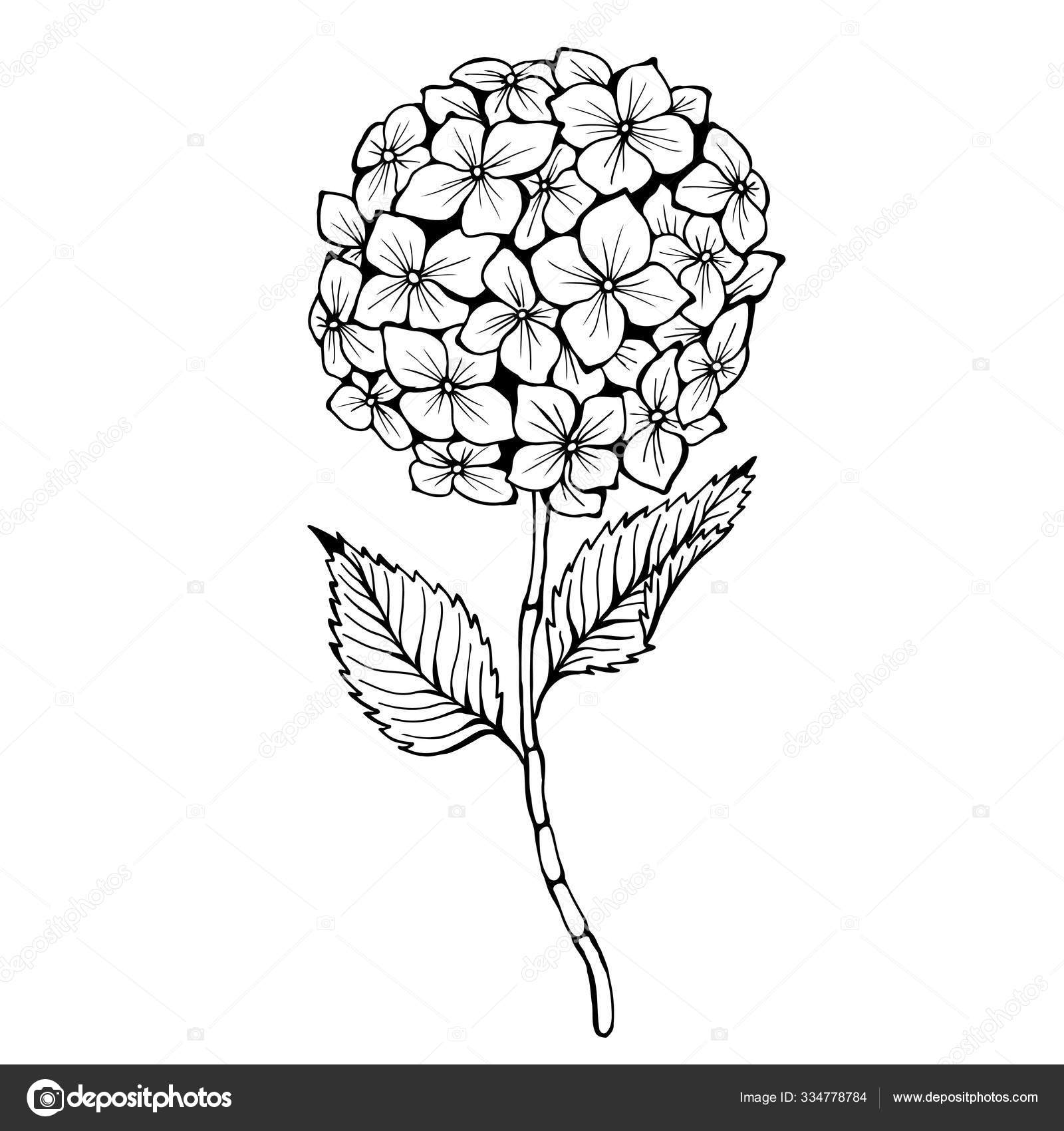 アジサイ 手描きベクトルイラスト モノクロームの黒と白のインクのスケッチ 線画だ白い背景に隔離されている ぬりえページ ストックベクター C Taisanna