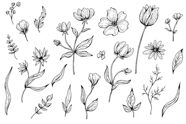 Verzameling van bloemen, bladeren, planten. Handgetekende vectorillustratie. Monochroom zwart-wit inkttekening. Lijnkunst. Geïsoleerd op witte achtergrond. Kleurplaten. — Stockvector