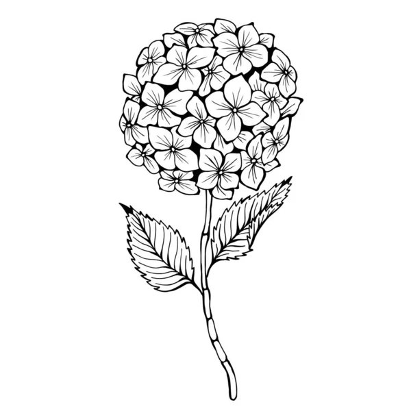 Hydrangea. Hand drawn vector illustration. Monochrome black and white ink sketch. Line art. Isolated on white background. Coloring page. — 스톡 벡터