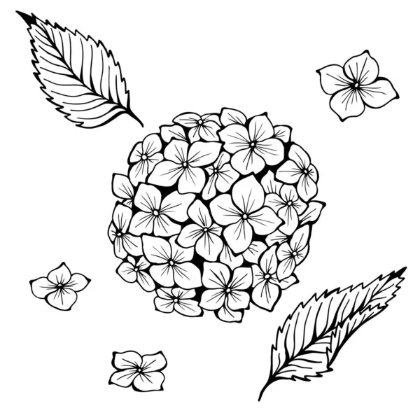 Hydrangea. Hand drawn vector illustration. Monochrome black and white ink sketch. Line art. Isolated on white background. Coloring page. — 스톡 벡터