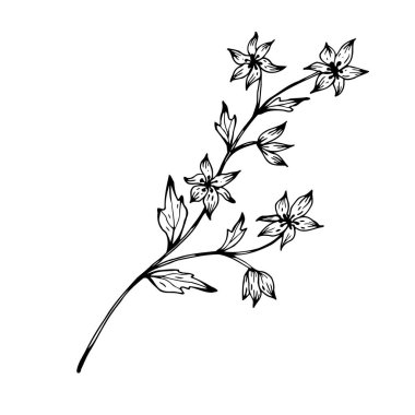 Çiçek karalaması. El çizimi vektör çizimi. Tek renkli siyah beyaz mürekkep çizimi. Çizgi çalışması. Beyaz arka planda izole edilmiş. Renk sayfası.