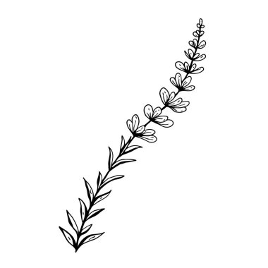 Çiçek karalaması. El çizimi vektör çizimi. Tek renkli siyah beyaz mürekkep çizimi. Çizgi çalışması. Beyaz arka planda izole edilmiş. Renk sayfası.