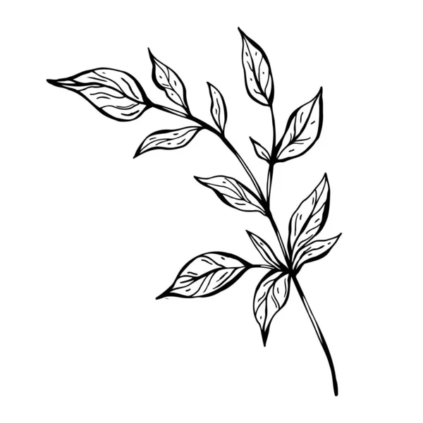 Branch with leaves. Hand drawn vector illustration. Monochrome black and white ink sketch. Line art. Isolated on white background. Coloring page. — 스톡 벡터