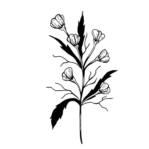 Blumen-Doodle. Handgezeichnete Vektorillustration. Einfarbige Schwarz-Weiß-Tuschskizze. Linienkunst. Vereinzelt auf weißem Hintergrund. Malvorlage. — Stockvektor