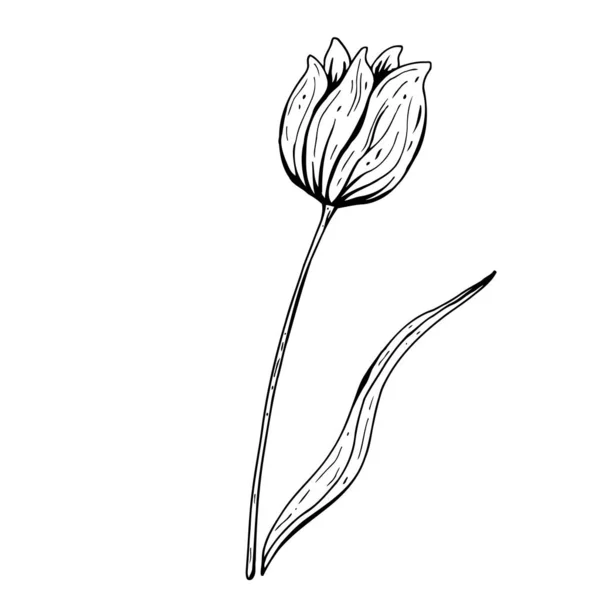 Květinový tulipán. Ručně kreslená vektorová ilustrace. Černobílý inkoustový náčrt. Linkové umění. Izolované na bílém pozadí. Omalovánky. — Stockový vektor
