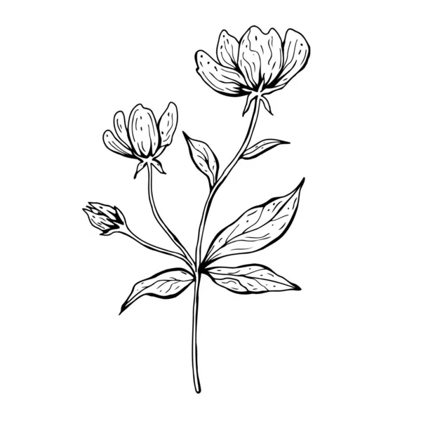 Un gribouillage de fleurs. Illustration vectorielle dessinée main. Croquis monochrome à l'encre noire et blanche. L'art linéaire. Isolé sur fond blanc. Coloriage. — Image vectorielle