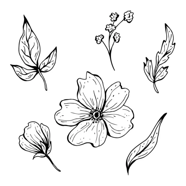 Doodle de flores. Ilustração vetorial desenhada à mão. Desenho de tinta monocromática a preto e branco. Arte de linha. Isolado em fundo branco. Desenho para colorir. —  Vetores de Stock