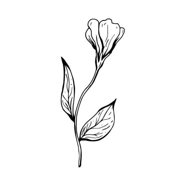 Bloemenkrabbel. Handgetekende vectorillustratie. Monochroom zwart-wit inkttekening. Lijnkunst. Geïsoleerd op witte achtergrond. Kleurplaten. — Stockvector