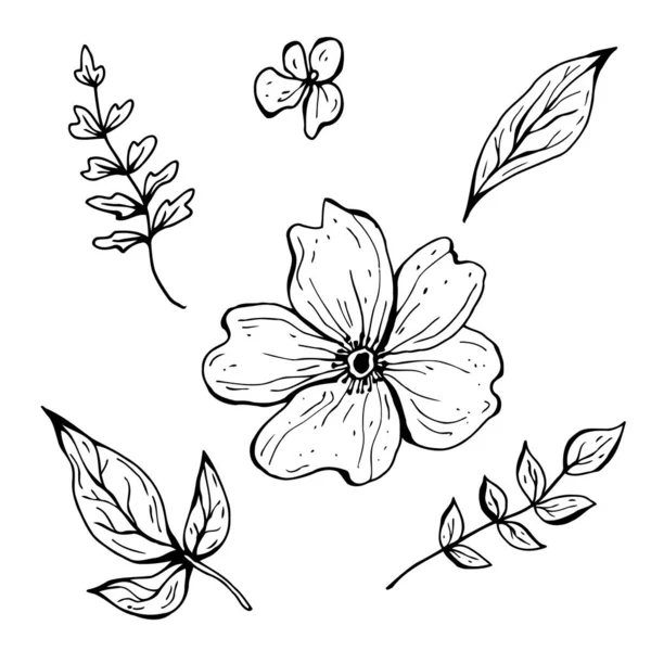 Blomklotter. Handritad vektor illustration. Enfärgad svartvit bläckskiss. Linjekonst. Isolerad på vit bakgrund. Färgläggning sida. — Stock vektor