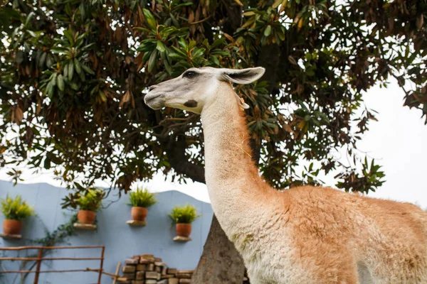 Cute Alpaca in Peru Royalty Free Stock Images