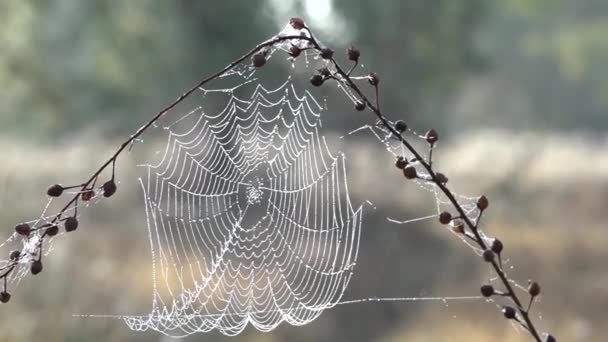 Morning dew, silence, peace, bliss. — Stock Video