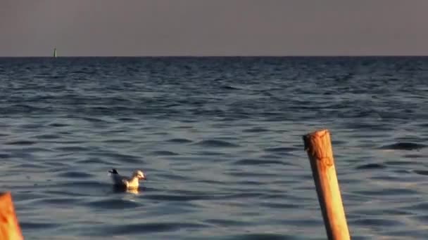 Paisaje marino. Gaviota durante la caza . — Vídeos de Stock