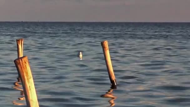 Zeegezicht. Seagull tijdens de jacht. — Stockvideo