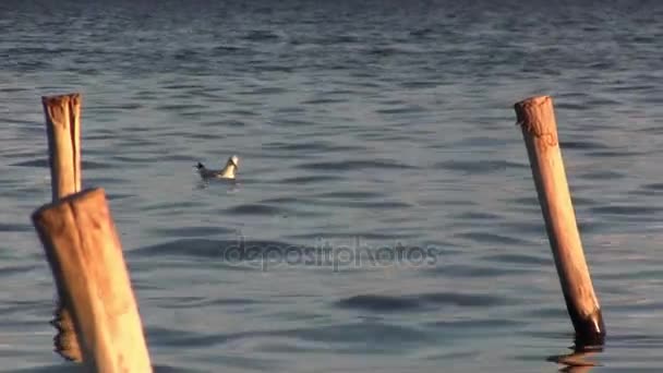 Marinmålning. Seagull under jakten. — Stockvideo
