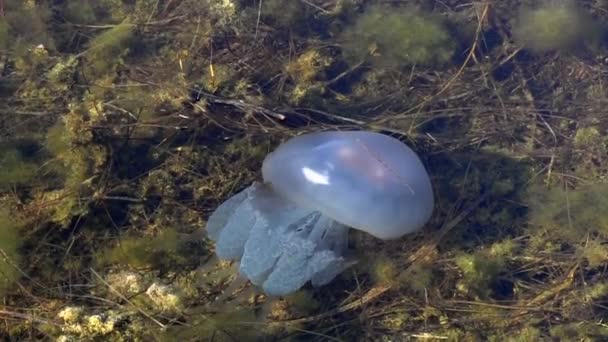 Jellyfish moves in the sea, clear water. — Stock Video