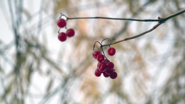 Tiempo de otoño. Los colores brillantes del otoño. Duchados con hojas de otoño . — Vídeo de stock