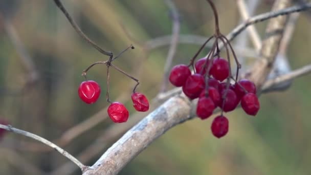 Tiempo de otoño. Los colores brillantes del otoño. Duchados con hojas de otoño . — Vídeo de stock