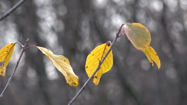 秋天的时间。秋天的明亮的颜色。秋天的落叶，身上. — 图库视频影像