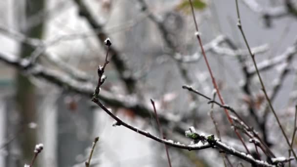 Primera nevada.La primera nieve en noviembre . — Vídeo de stock