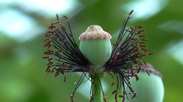 罂粟，另一个芽的路上. — 图库视频影像