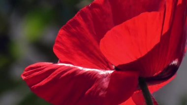 Poppy, dokulu açık. 