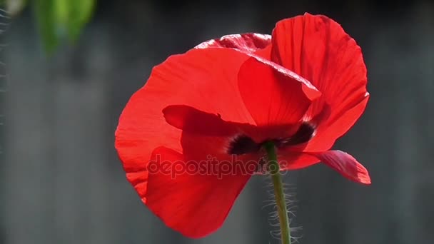 Coquelicot, devant texturé . — Video